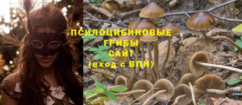 Псилоцибиновые грибы Cubensis  как найти закладки  Гаджиево 